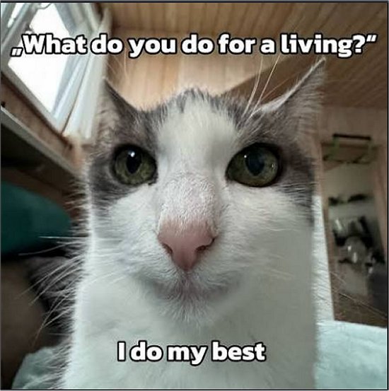 my best caturday majorgeeks.jpg